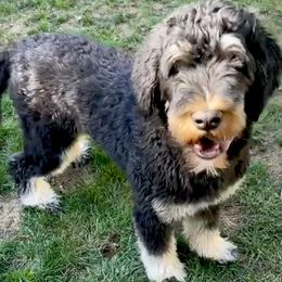 Gingy - Bernedoodle