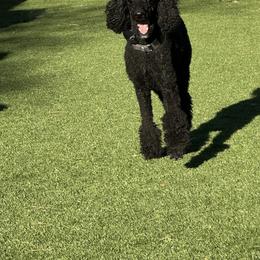 Goldendoodle Puppies from Arizona Doodles