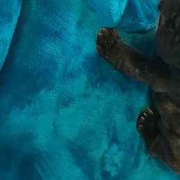 French Bulldogs from RCFrenchies