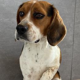 Chief - Beagle