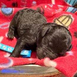 Boy 3 - Black male Goldendoodle puppy in Van Buren, Missouri from Jami’s Goldendoodles & Poodles