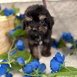 Mirabel blk tan boy - Black and tan male Cockapoo puppy in Haines City, Florida from Camic Cockapoos