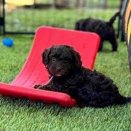 Montego - Phantom male Goldendoodle puppy in Haltom City, Texas from Ohana Doodles