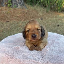 Billy - Red male Dachshund puppy in Bald Knob, Arkansas from Victoria’s Dachshunds