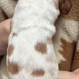 Izzy boy 6 - White and orange male Brittany puppy in Floyd Knobs, Indiana from Cross Creek Brittanys