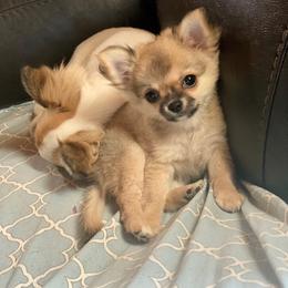 Chihuahua Puppies from Strawberry River Kennel