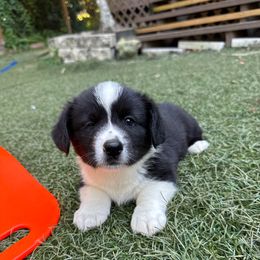 Rosie - Black and white female Cardigan Welsh Corgi puppy in Wekiwa Springs, Florida from It is Corgiland