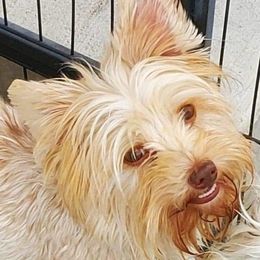 Coco - Yorkshire Terrier