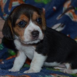 Champion Dad Gypsy - Black tan and white female Beagle puppy in Spring Creek, Nevada from Badland Kennel