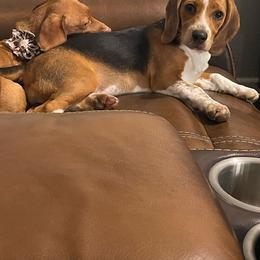 Beagle Puppies from Beech Grove Beagles