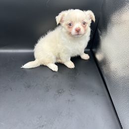 Goblin - Cream and white male Chihuahua puppy in Palmyra, Indiana from Country Star Chihuahuas