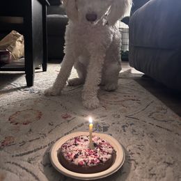 Lagotto Romagnolo All Grown Up from Stan and Merrie's Lagotto Romagnolo