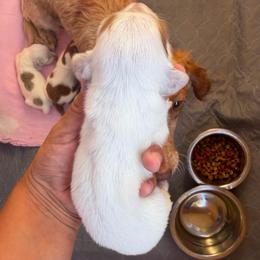 Daphne - Dapple female Dachshund puppy in Jarales, New Mexico from Poker Paws Dachshunds
