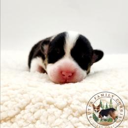 Pearl - Black and white female American Corgi puppy in Cameron, North Carolina from Butts Family Corgis