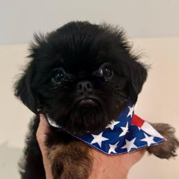 Daisy - Black and tan female Brussels Griffon puppy in Brooks, Georgia from Brooks Berner Bears & Brussels Griffons