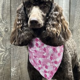Hazel - Goldendoodle