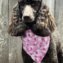 Hazel - Goldendoodle