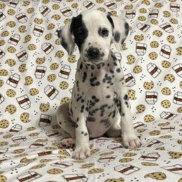 Lemon Head- Yellow - White and black female Dalmatian puppy in Claremore, Oklahoma from Lotsofdots Dalmatians