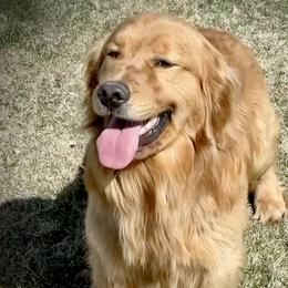 Grizz - Golden Retriever