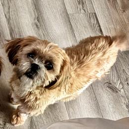 Mocha - Shih Tzu