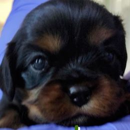 Cider - Black and tan male Cavalier King Charles Spaniel puppy in Rockville, Maryland from Skais the Limit Cavaliers