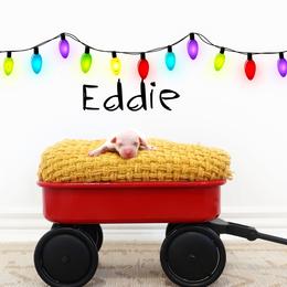 Eddie - Parti male Goldendoodle puppy in Spanish Fork, Utah from Oodles of Floofy Doodles