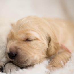 Miss Pink - Golden female Golden Retriever puppy in Hayward, California from East Bay Golden Retrievers