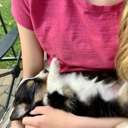 Australian Shepherd Puppies from Highline