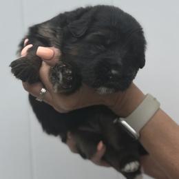 Rex - Black and red male German Shepherd puppy in Buena, New Jersey from Beauty and the Beast