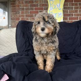 Aussiedoodle Puppies from Creek Bend Farm