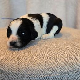 Captain America - Black and white male Sheepadoodle puppy in Ashton, Idaho from Kerr Kanine Ranch