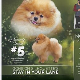 Teddi - Pomeranian