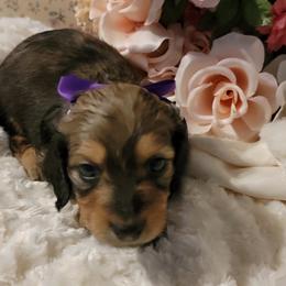 Dachshund Puppies from CLARK'S BREEDING PROGRAM