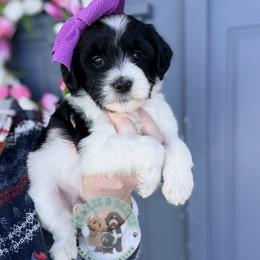 Girl 6 - female Sheepadoodle puppy in Marion, Ohio from Doodles & Doxies