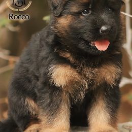 Rocco - Black and red male German Shepherd puppy in Herriman, Utah from VMS Shepherds