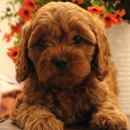 Cavapoo puppies from Manoka's Honeybee