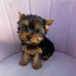 Pixie - 4800 - Black and tan female Yorkshire Terrier puppy in Surprise, Arizona from Enchanted Yorkies