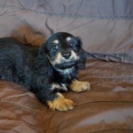 Leonardo - Black and tan male Dachshund puppy in Quemado, New Mexico from TNT Dachshunds