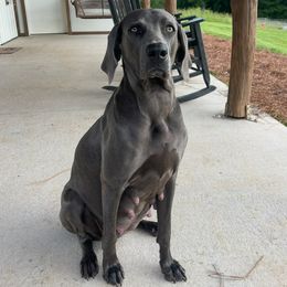 Lady - Weimaraner