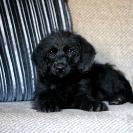 Labradoodle and Labrador Retriever Puppies from Moore than Dogs