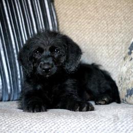 Labradoodle and Labrador Retriever Puppies from Moore than Dogs