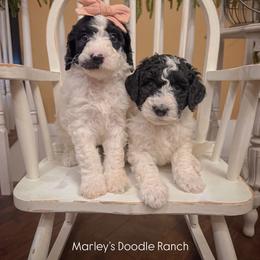 Fidget - Black and white male Sheepadoodle puppy in Danville, Indiana from Marley’s Doodle Ranch
