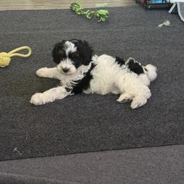 Cavapoo Puppies from AZ Cavapoos