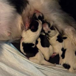 Peter Parker - Black tan and white male Biewer Terrier puppy in California from Corazon de gigante