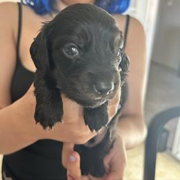 Blue Collar Mr. Bread and Butter - Black and cream male Dachshund puppy in Hutto, Texas from R.G. Dachshunds