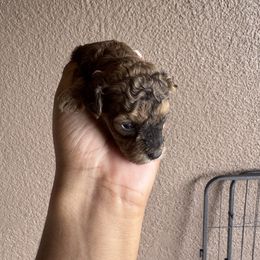 Winston - Sable male Poodle puppy in Deltona, Florida from Poodles by CNC