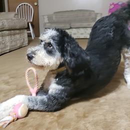 Olive - Bernedoodle
