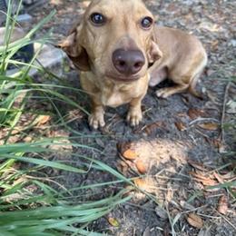 Sid - Cream male Dachshund puppy in Youngstown, Florida from Paradox Dachshunds