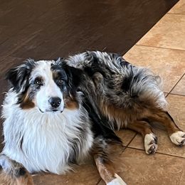 Australian Shepherds from Oak Island Australian Shepherds