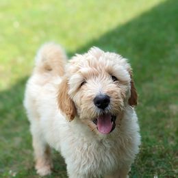 "Della"ware - Goldendoodle puppy in Michigan from Happy Chaos Farm